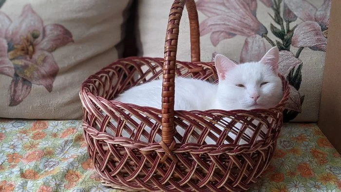 Cotton wool in a basket - My, cat, Basket, Cotton wool, Longpost