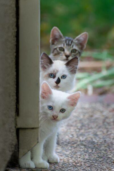 In ambush... - cat, Ambush, Kittens