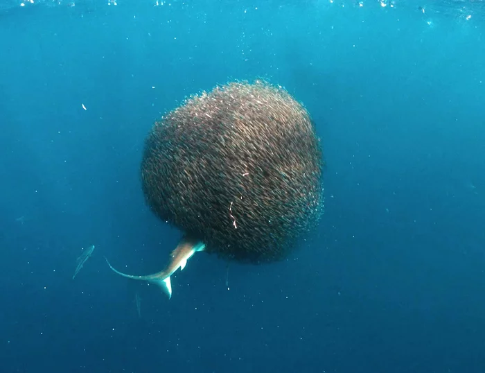 Take a photo, like we're having breakfast with a shark - Shark, A fish, School of fish, Ocean, The photo