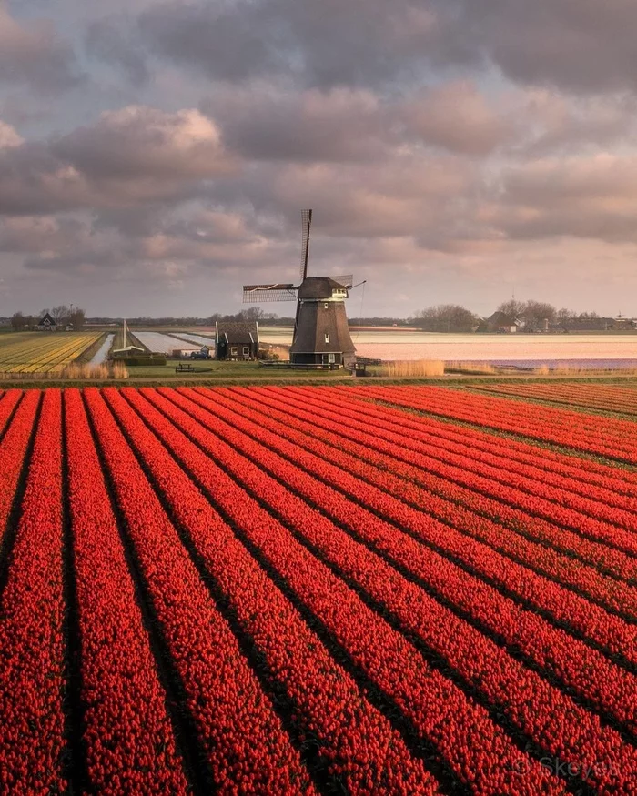 Netherlands - The photo, Netherlands, Flowers, Tulips, Europe, Holland, Windmill, beauty, , Сельское хозяйство, Netherlands (Holland)