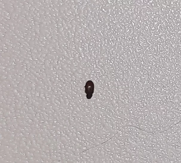 Help identify a domestic parasite - My, Insects, Disinfection, What's this?, Longpost