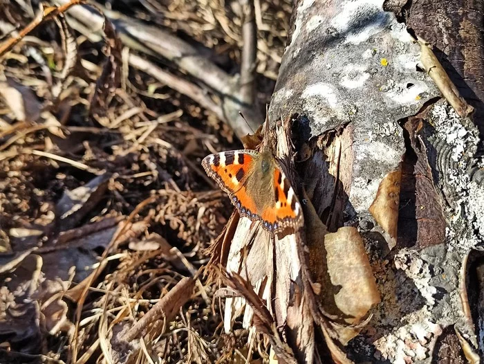 Spring trophy marathon - My, The photo, Hobby, Car, Weather, The sun, Travels, Butterfly, Russia, Auto, Sky, Longpost