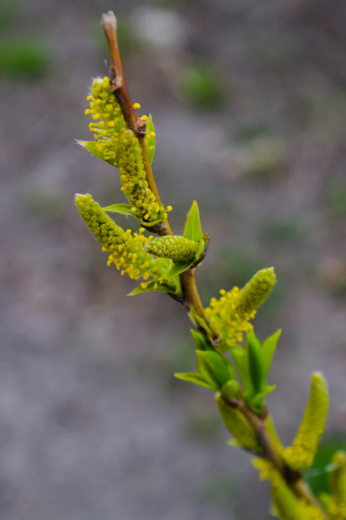 Spring walk - My, Dog, Nature, Spring, Feather, Sunset, Walk, Nikon d3100, Longpost