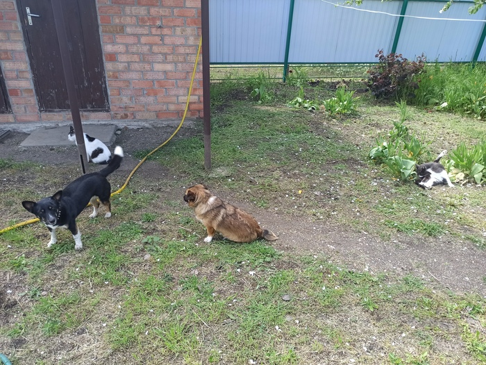 Переезд из Питера в Краснодарский край на ПМЖ в 18 году. Азовское море, Должанская) Переезд, Краснодарский край, Должанская, Азовское море, Длиннопост