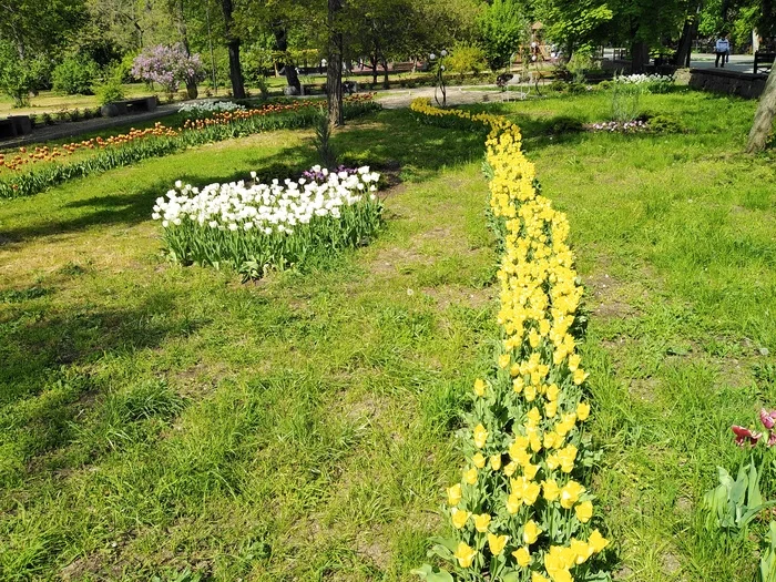 some colors - My, The photo, Interesting, Flowers, Nature, The nature of Russia, Spring, beauty, beauty of nature, , Plants, Russia, Longpost