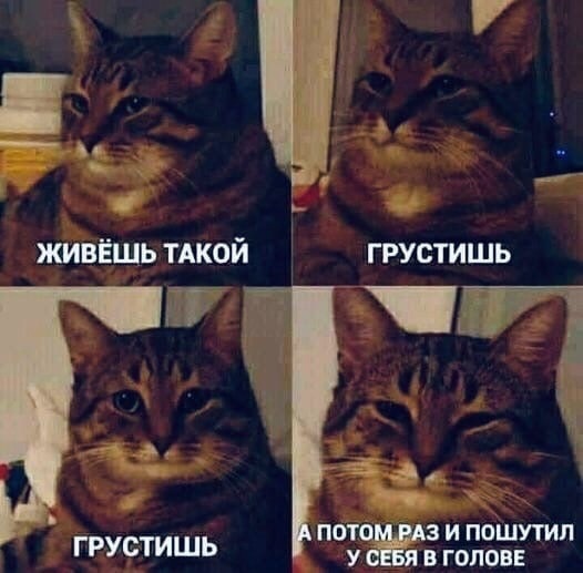 Smile) - cat, smile, Memes, Understanding cat, Picture with text