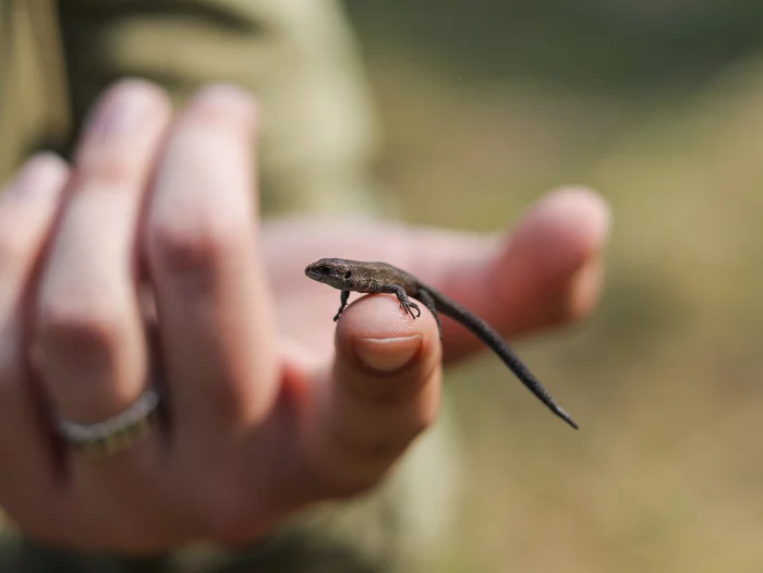 Lizard - My, Lightroom, Aleksandrovskaya Sopka, Lizard, The photo