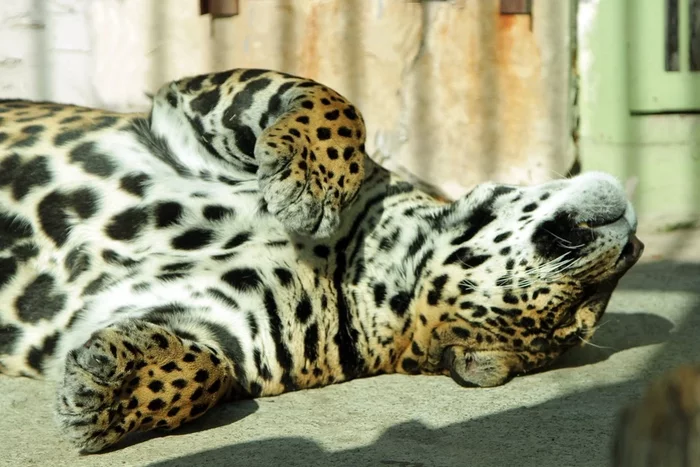 Jaguar rejoices in the sun - Jaguar, Big cats, Cat family, Animals, Belly, The sun, Zoo, Yekaterinburg, , The photo