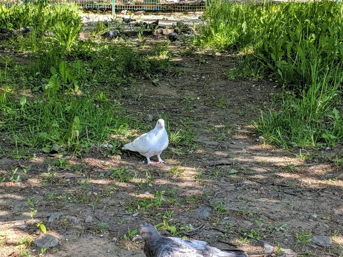 When I realized that weddings are not for you - My, Pigeon, , White, Longpost