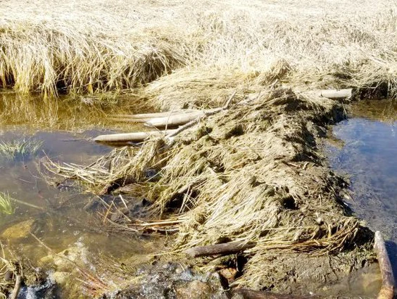 Fanged Bandits: A Purely Canadian Crime - Beavers, Lumber, Canada, Saskatchewan, Theft