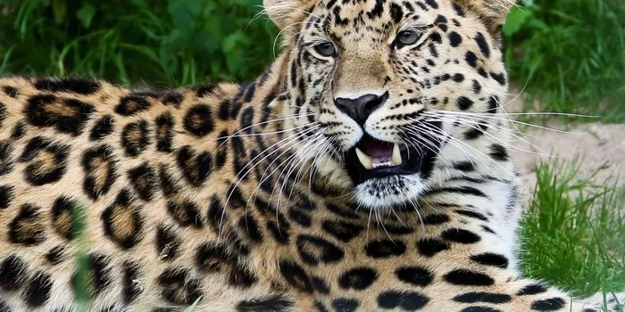 Employees of the Moscow Zoo relocated the Amur leopard to the enclosure with the female - Leopard, Far Eastern leopard, Big cats, Cat family, Animal Rescue, Moscow Zoo, Zoo, Animals, , news, Positive, Video
