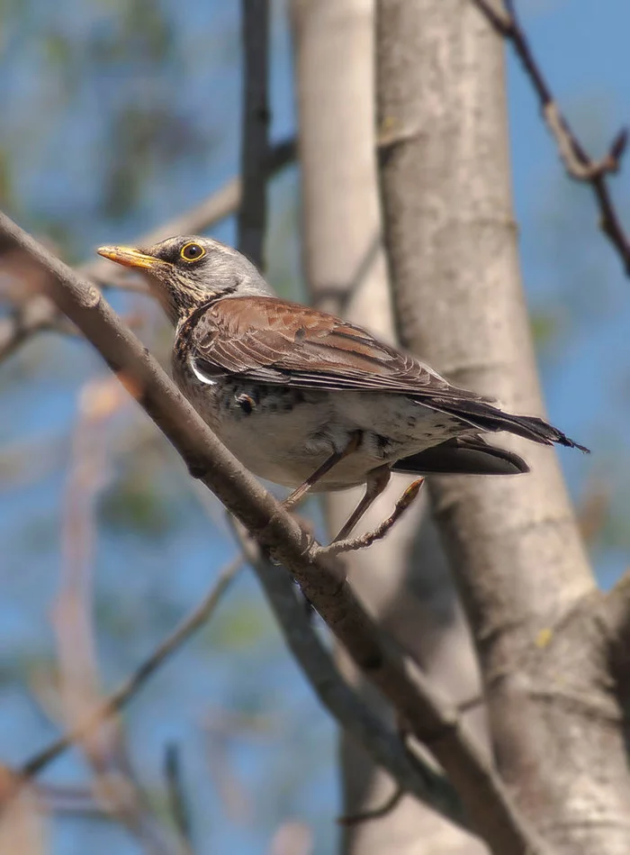 Rowan thrush - My, Birds, Thrush, The photo, Longpost