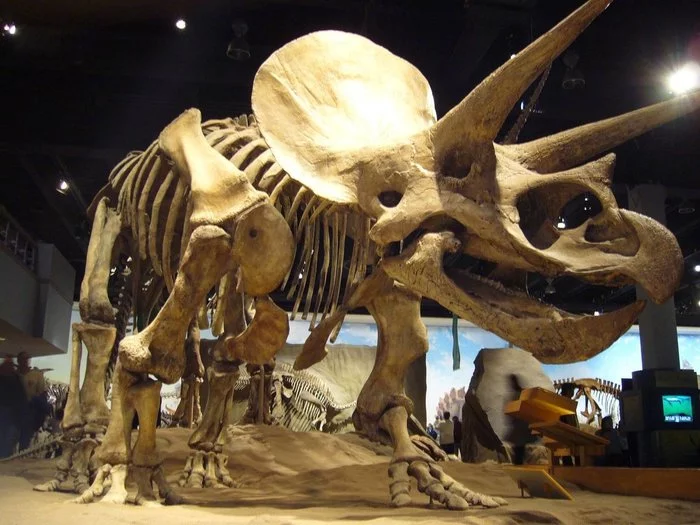Dinosaur Bones Are Not Bones - Dinosaurs, Jurassic, Video, Longpost