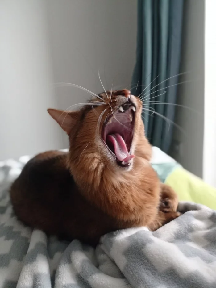 Terrible roar or lazy yawn? - My, cat, Somalia, Yawn, Roar, Fry