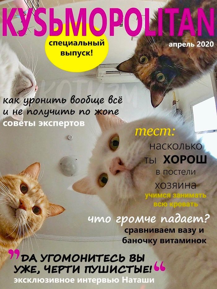 Kusmopolitan - cat, Magazine, Memes, Humor, Longpost, Mat