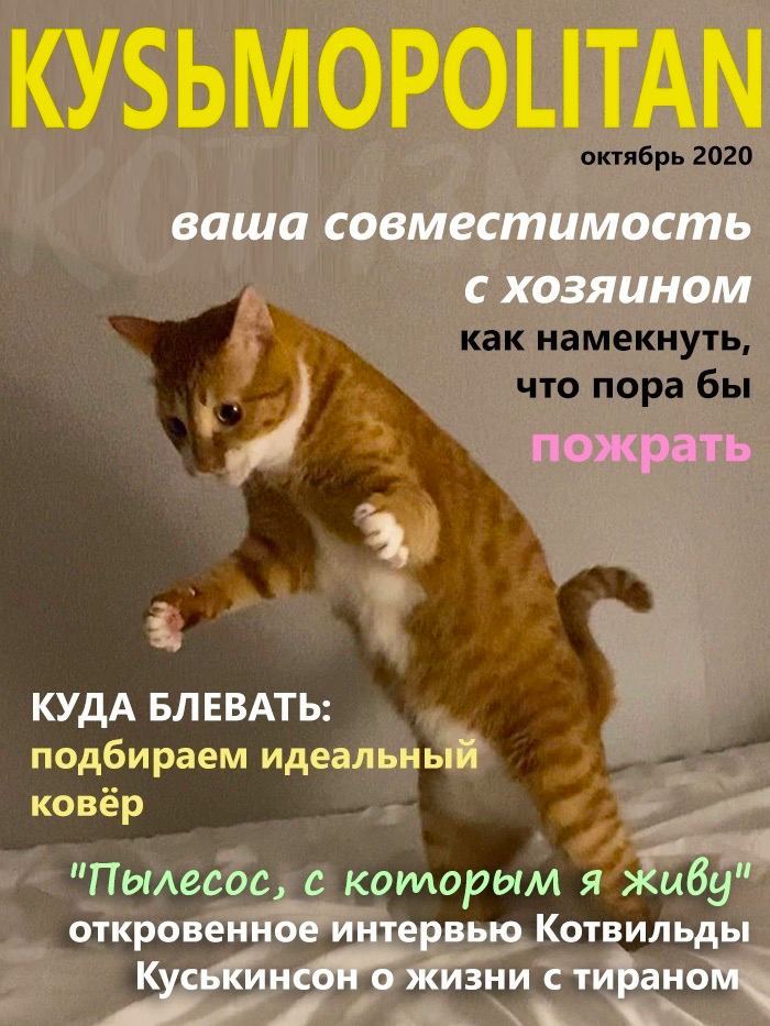 Kusmopolitan - cat, Magazine, Memes, Humor, Longpost, Mat