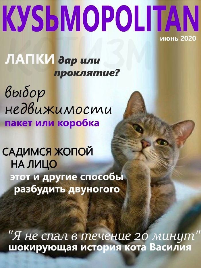 Kusmopolitan - cat, Magazine, Memes, Humor, Longpost, Mat