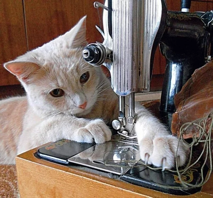 Master of all paws - cat, Seamstress, Sewing machine, Pets