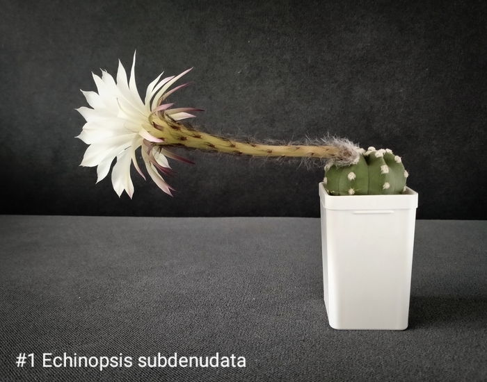   Echinopsis subdenudata  , ,  ,  , , , , 