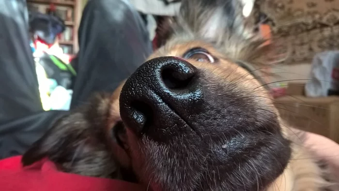 Dog's nose - My, Dog, Schnobel