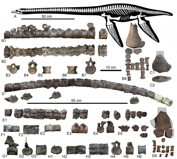 Jurassic marine reptiles of Moscow and Moscow region part 1 - Paleontology, The science, Fossils, Moscow, Подмосковье, Mesozoic, Longpost