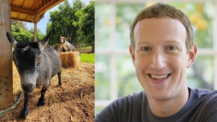 Mark Zuckerberg named his goat Bitcoin - My, Cryptocurrency, Pets, Mark Zuckerberg, Bitcoins