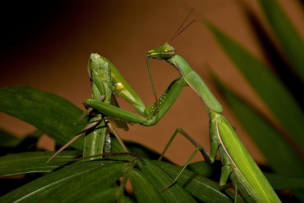 How to survive after mating - advice from experienced males - My, Cat_cat, Story, Biology, Insects, Mantis, Spider, Reproduction, Pairing, Video, Longpost, Text