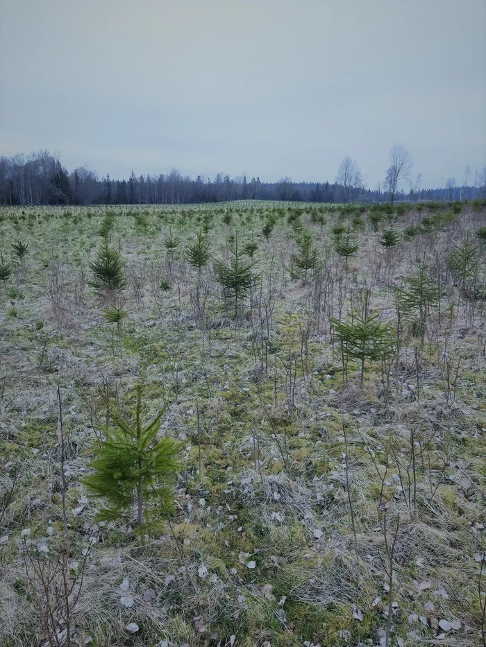 young forest - My, Forest, Christmas trees, Sweden, Work