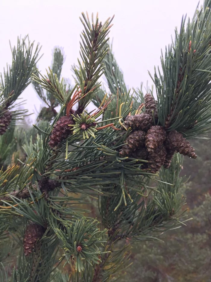 Cones - My, Cones, Forest, The photo, Nature, Finland, Christmas trees