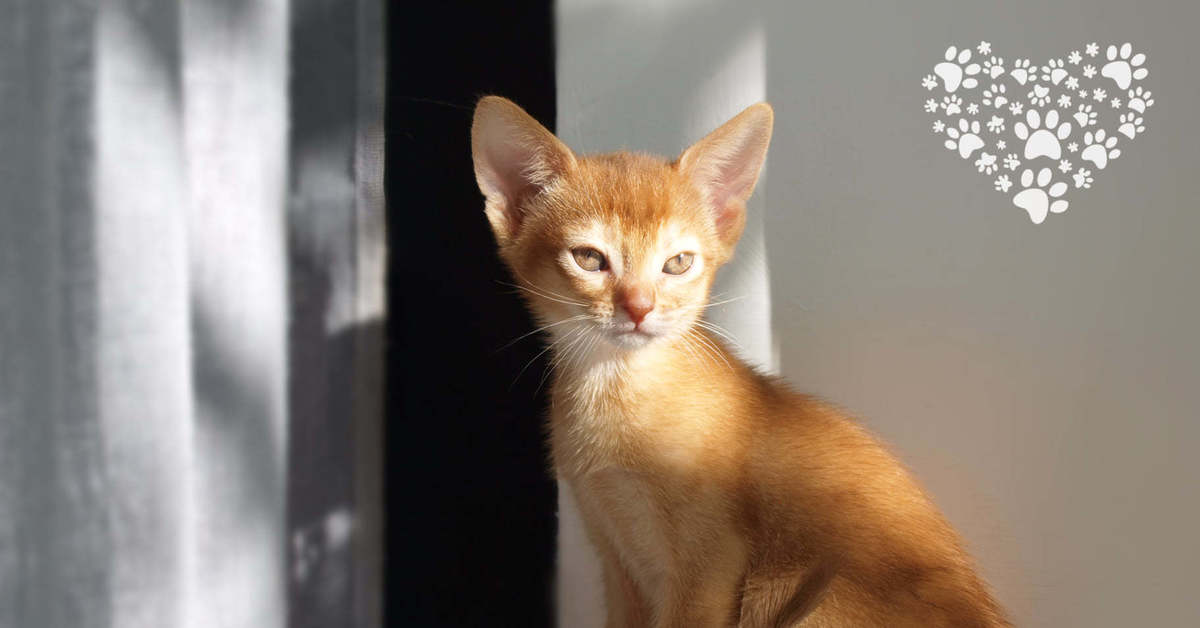 Абиссинская кошка с полосатым хвостом. Кот абиссинец ищет дом.