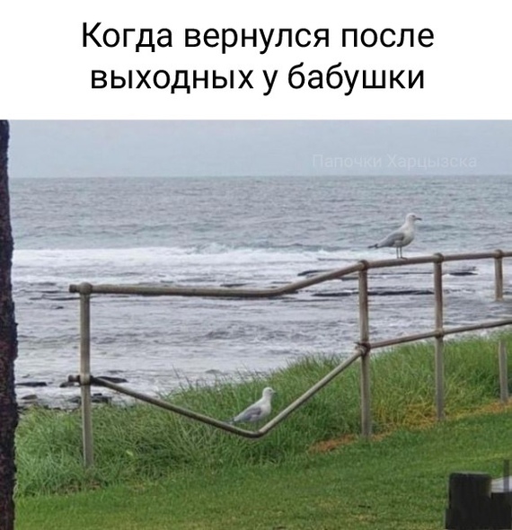 When I returned from my grandmother - Picture with text, Humor, Birds, Grandmother, Seagulls