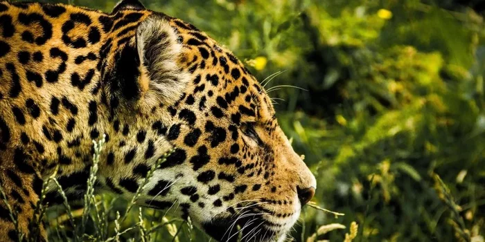 In the United States decided to restore the population of the jaguar - Jaguar, Big cats, Cat family, Predator, Wild animals, wildlife, North America, USA, , Rare view, Arizona, New Mexico, Southwest, Recovery, Area, Population, Ecology