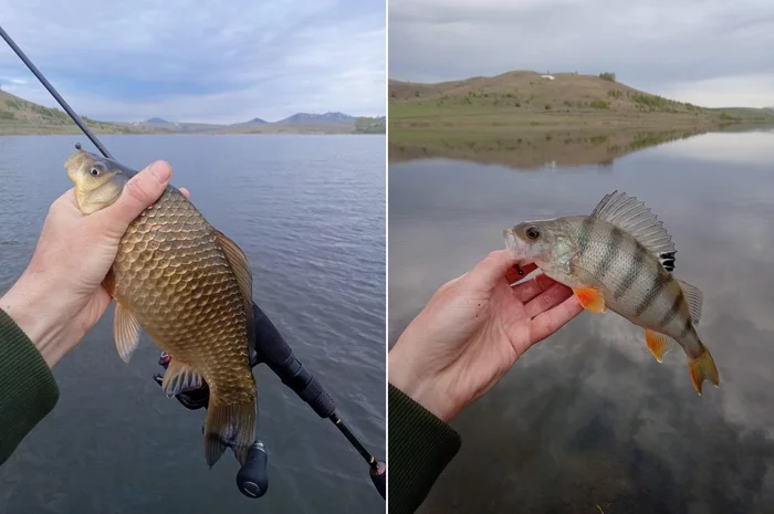 Spring mormyshing in Altai - My, Mormyshka, Ultralight, Perch, Carp, Video, Spinning, Video blog