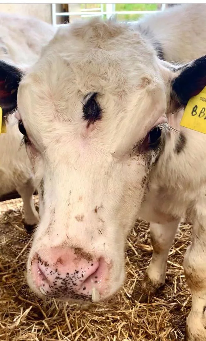 A three-eyed calf was born in Wales. The veterinarian who took the picture said she had never seen anything like it before. - Cow, Calf, Eyes, Mutation