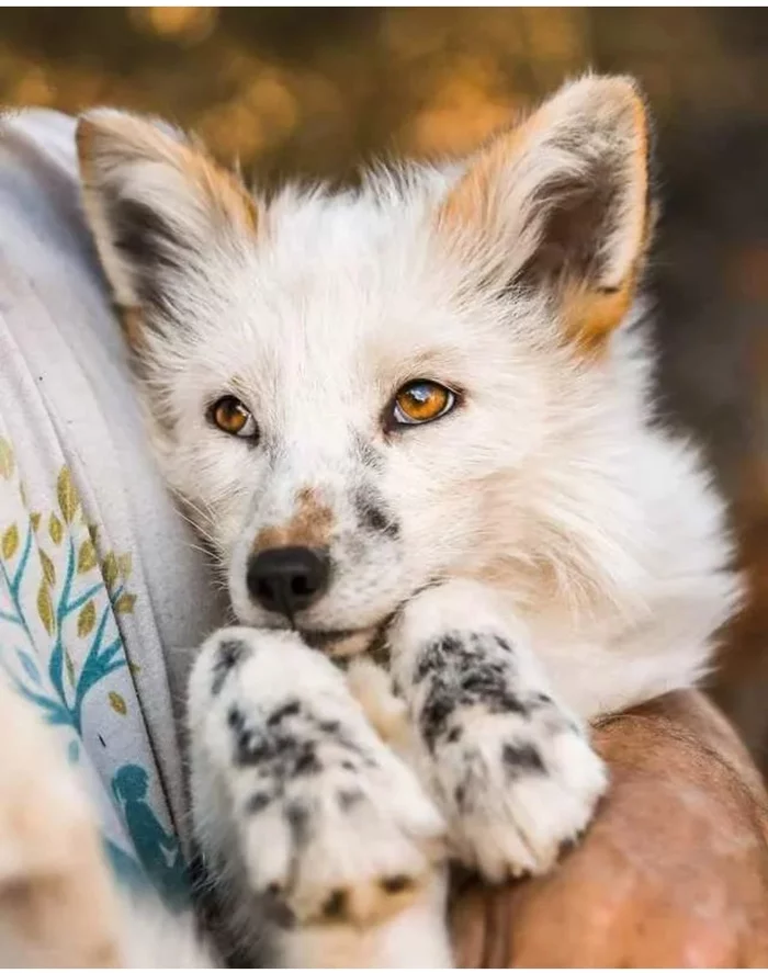 Lisichkin post - The photo, Fox, Animals, Wild animals, Pets, Fox cubs, Grey Fox, White Fox, , Chernoburka, Redheads, Milota, Canines, Longpost