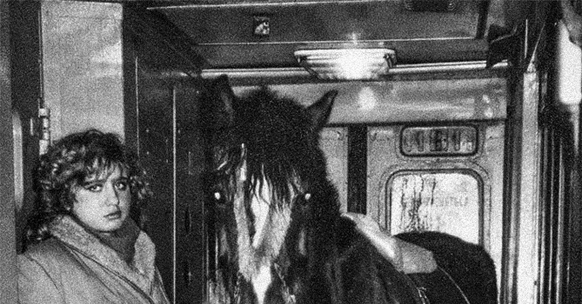 Поезда лошадка. Лошадь в электричке. Лошадь в поезде. Конь в электропоезде. Фото 90 лошадь в электричке.
