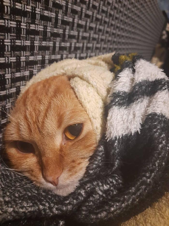 cat - My, cat, Nun