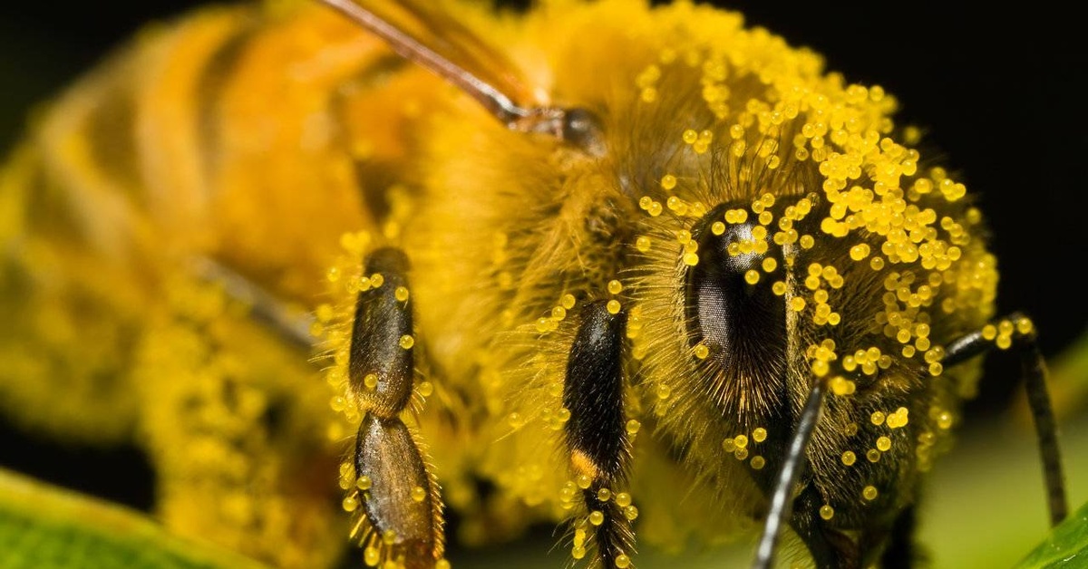 Пчела питается пыльцой. Пчелиная пыльца (Bee pollen). Пчела с пыльцой. Пчела - Эпеолоидес цекутиенс. Пчела обыкновенная.