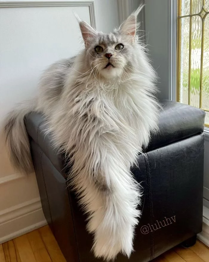 Reply to the post Pushistolap - cat, Fluffy, Milota, Paws, Maine Coon, Reply to post, Longpost