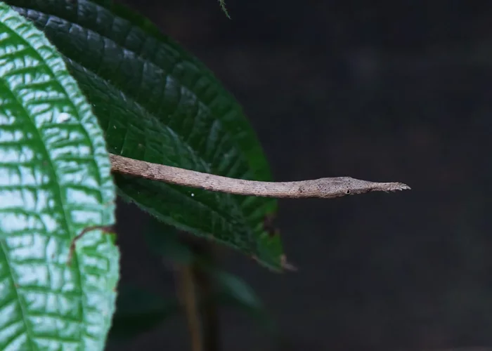 Madagascar leaf-nosed snake: Big-nosed and funny eater of small fauna pretends to be a branch 90% of the time - Already, Madagascar, Disguise, Animal book, Yandex Zen, Longpost