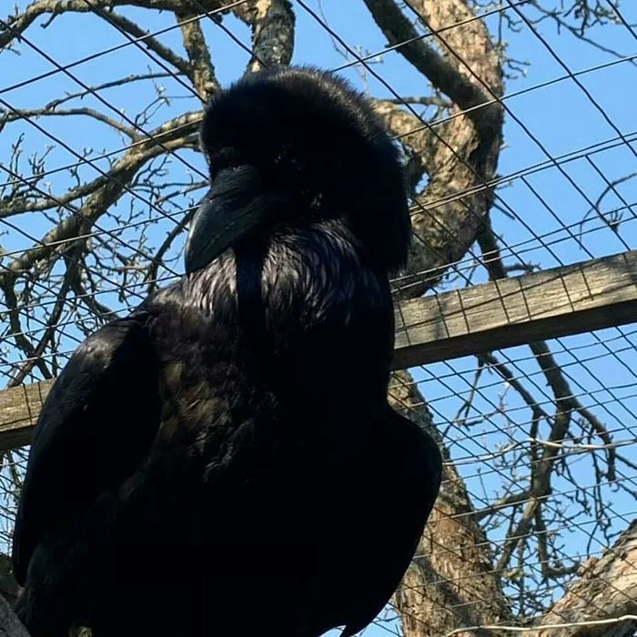 Hand, talking, black crows Krata and Barosha live in our shelter - My, Birds, Predator birds, Corvids, Animal shelter, Video, Longpost