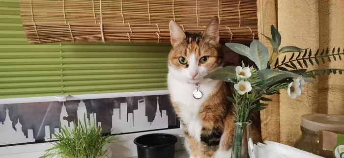 What has grown has grown - My, Kittens, Tricolor cat, It Was-It Was, Increased, Longpost, cat