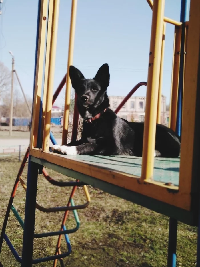 Reply to the post Say stop to the cats, I'm joining - My, Dog, Pets, A wave of posts, Reply to post, Longpost