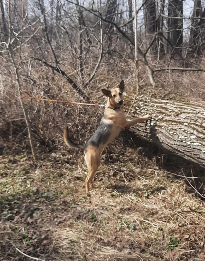 Puppy. - My, Dog, Pets, Cur, Video, Longpost