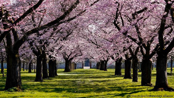 Cherry blossom in Kaliningrad - Kaliningrad, Sakura, Expectation and reality