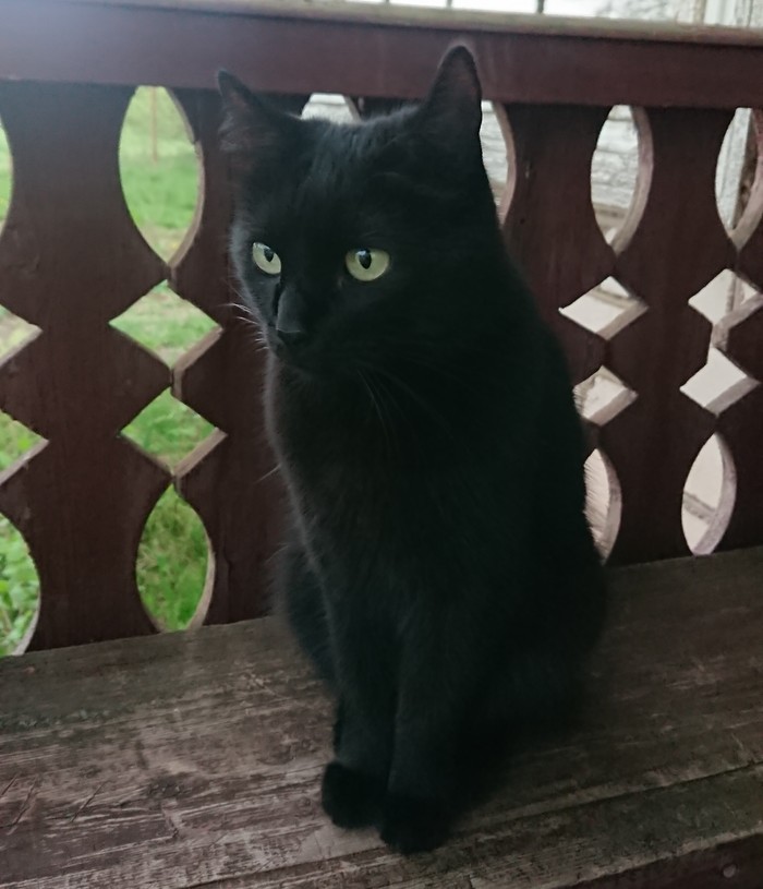 Багире 11 лет