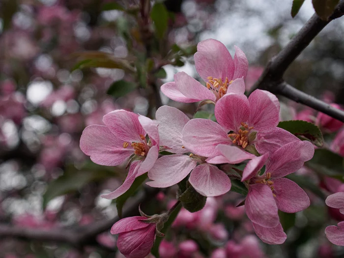 apple tree blossoms - My, The photo, Apple tree, Spring, Flowers