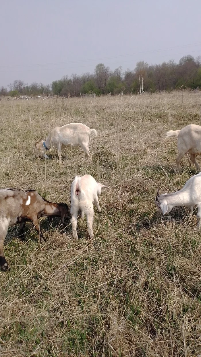 Lisitsyn house -25 - My, Village, Goat, Longpost