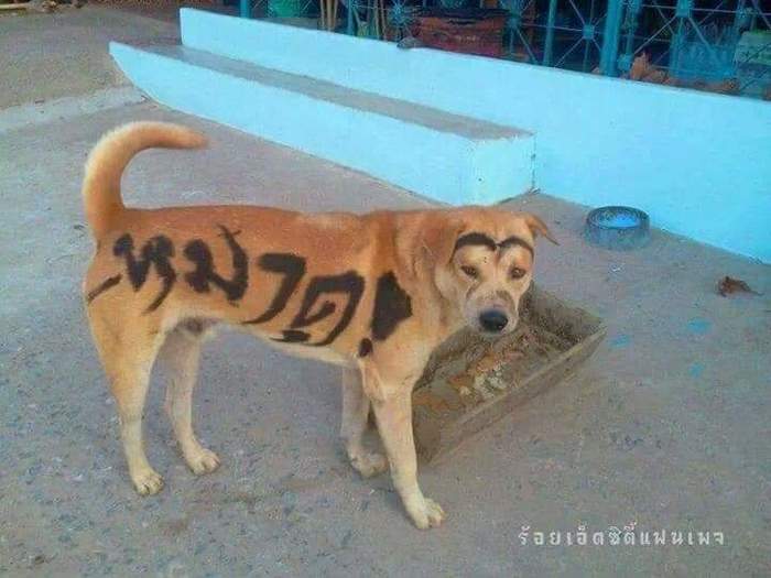Thai caption: angry dog - Thailand, Dog, Be aware of dogs, Inscription, My master is an idiot