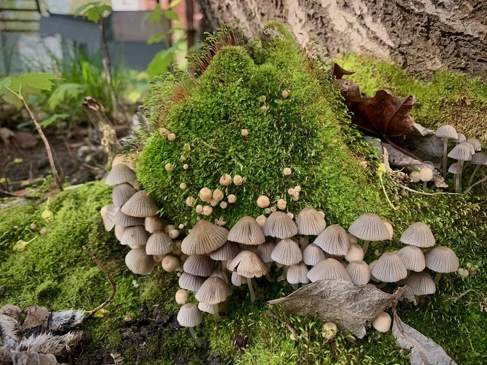 The world under your feet in a smoking room - My, Mobile photography, Mushrooms, Moss